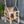 Meegroei Schommel 3-in-1 Hout – Beige/Bruin